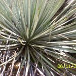 sharp bayonet plant