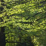 North Carolina green trees