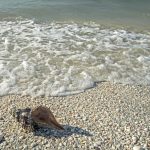 A shell resting on a beach