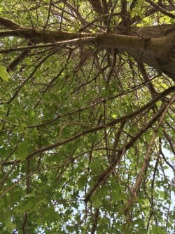 tree overhead decorative