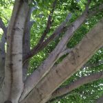 Tree branches decorative