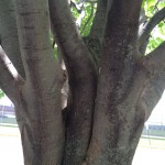 decorative picture of a tree stems