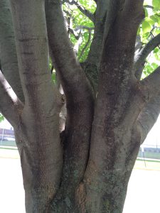 A close up picture of a tree, decorative.