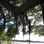 picture of trees with Spanish Moss decorative