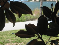 leaves close up with water behind