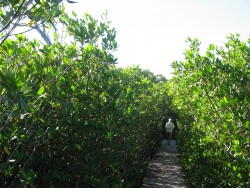 orange grove picture