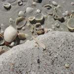beach sand and shells