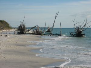 picture of a beach with dead trees decorative