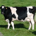 a picture of a dairy cow