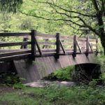 A bridge in the woods